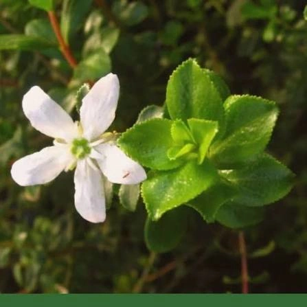 Buchu Leaf