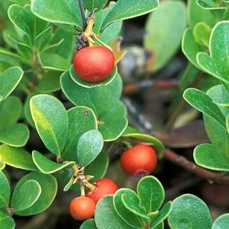 Uva Ursi Leaf